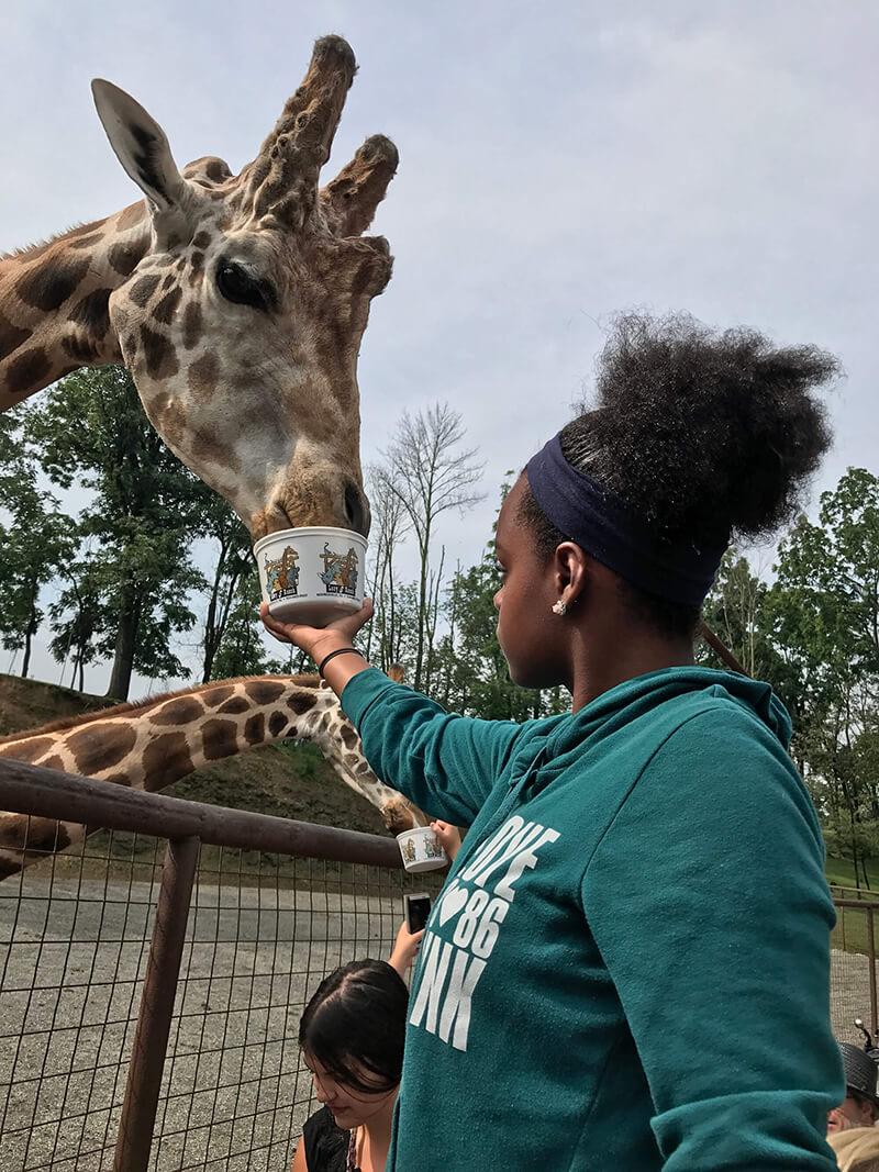 feeding a giraff