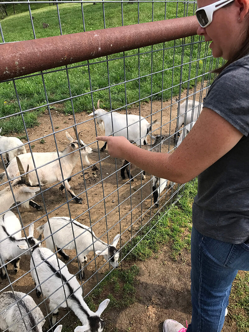 looking at goats